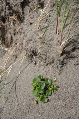 Natural decentralized closeup on an emerging Sea bindweed, Calystegia soldanella in he sand at the Oregon coast, Bandon clipart