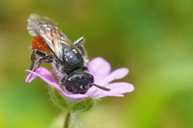 Natural closeup on a brilliant red parasitic European blood bee, Sphecodes on a purple Heranium molle flower in a meadow clipart