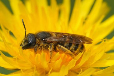 Natural close up on a female of the European Great banded furrow bee, Halictus scabiosae in a yellow flower clipart