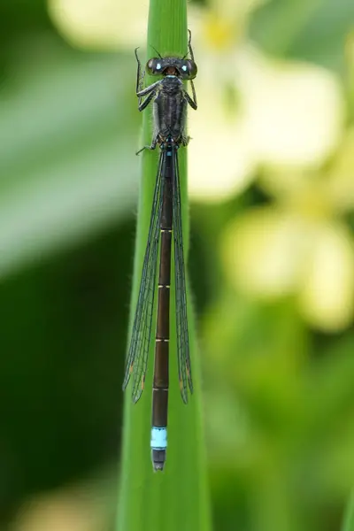 Stock image Natural dorsal closeup on the narrow-winged Pacific forktail damselfly, Ischnura cervula at Bandon , Oregon