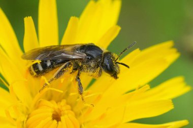 Koyu renkli bir Belçika dişi arısı, sarı bir Hieracium çiçeğindeki Lasioglossum türüne doğal yakın plan.