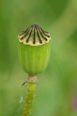 Flanders gelincik çiçeği Papaver rhoeas 'ın yeşil arka planda doğal dikey görüntüsü.