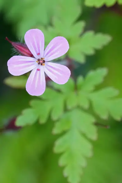 stock image Natural colorful vertical closeup on the soft purple flower of Scots geranium robertianum wildflower