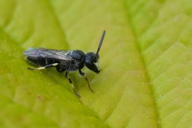 Küçük bir erkek Avrupa spatulasına doğal olarak yakın plan, sarı yüzlü arı, yeşil yapraklı Hylaeus hyalinatus