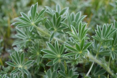 Mor çiçekli deniz lupası Lupinus litoralis 'in Oregon' un Bandon sahilinde yeşeren doğal görüntüsü.