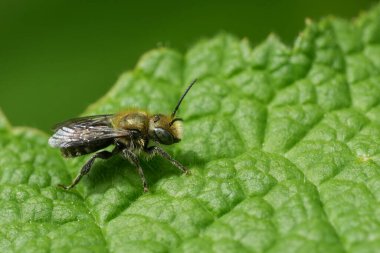 Coquille, Oregon 'da yaşayan, Kuzey Amerika' dan küçük, yeşil erkek, Mason arısı Osmia türüne doğal olarak yakın çekim.