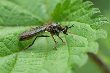 Avrupa Çizgili Ayaklı Soyguncu Sineği 'nin doğal yakın çekimi, Dioctria Hyalipennis, yeşil bir yaprağın üzerinde oturuyor.
