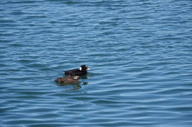 Natural closeup on a male and female Surf Scoter bird, Melanitta perspicillata, on the Sea at Crescent city, California clipart