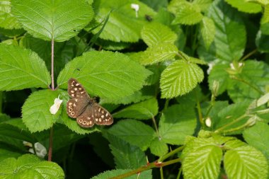 Detailed closeup on the European brown speckled wood butterfly, Pararge aegeria with spread wings clipart