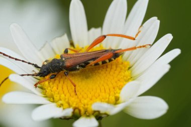 Bir Philodromus yengeç örümceğinin sarı bir çiçekte avını yerken doğal dikey görüntüsü.
