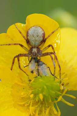 Bir Philodromus yengeç örümceğinin sarı bir çiçekte avını yerken doğal dikey görüntüsü.