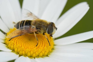 Bir Philodromus yengeç örümceğinin sarı bir çiçekte avını yerken doğal dikey görüntüsü.