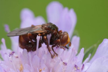 Avrupa 'nın kalın kafalı ferrojen arı kapan sineği Sicus ferrugineus' un mor Knautia çiçeğinin doğal yakın çekimi.