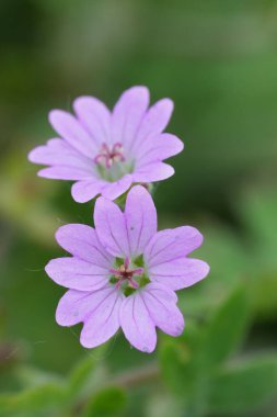 Açık mor bir güvercin ayağı üzerinde doğal dikey çekim. Turna gagası, sardunya molekülü.