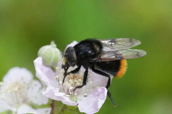 stock image Natural detailed closeup on a colorful European bumblebee-mimicking plumehorn, hoverfly, Volucella bombylans