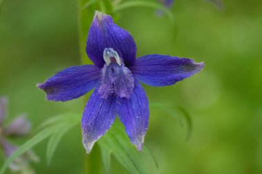 Zehirli inek zehri ya da Kolombiya larvası, Delphinium trolliifolium 'un koyu mavi çiçeklerine yakın plan