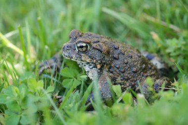 Yetişkin bir Batı kurbağası, Anaxyrus ya da Bufo Boreas 'ın çimlerin üzerinde otururken çekilmiş detaylı görüntüleri.