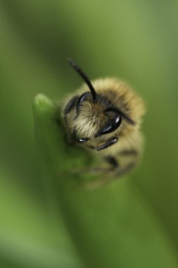 Şirin bir erkek erken dönem Selofan Arısı, Colletes cunicularius, yeşil bitki örtüsüne sarılmış.