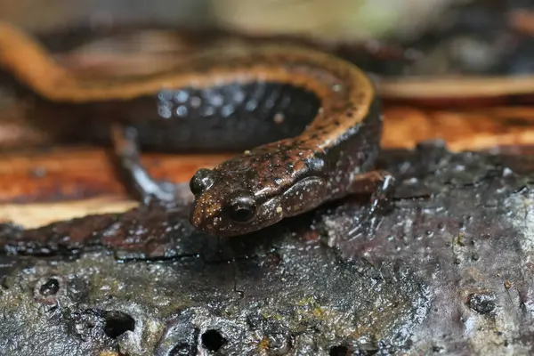 stock image Natural closeup on a Western Red-backed , Plethodon vehiculum, Oregon , Pacific West coast