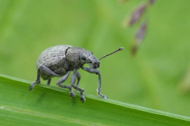 Küçük gri Avrupa bitki paraziti marram buğday bitkisine doğal lcoseup, Philopedon plagiatum bir ot yaprağına tünemiş
