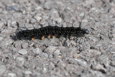 Avrupa tavus kuşu kelebeğinin siyah dikenli tırtılı üzerine doğal bir yakın çekim.
