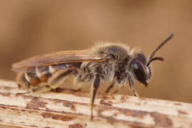 Detailed natural closeup on a cute female red bellied miner bee, Andrena ventralis on a piece of wood clipart