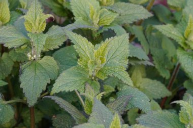 Çayırdaki Lamium albümünün beyaz, çiçek açan ölü ısırgan otuna doğal olarak yakın plan çekimi.