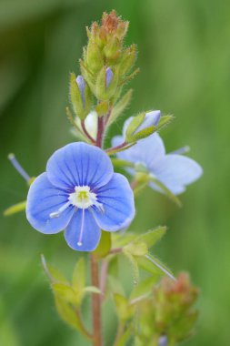 Alman Speedwell 'in zümrüt mavisi çiçeğine doğal renklerle yakın plan, Veronica Chamaedrys