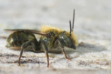 Natural, detailed Closeup on a small metallic green colored male Mason bee, Osmia, species from South Oregon, USA clipart