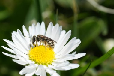Natural closeup on a small Tripartite Sweat Bee Halictus tripartitus on a common daisy in a garden in Coquille, Oregon clipart