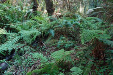 Huzurlu ve sakin, tarih öncesi, sakin görünümlü, sakin manzaralı, Güney Oregon, ABD 'de yeşil eğreltiotu çalılıklarıyla dolu bir orman.