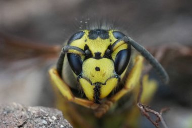 Uykuda olan Kuzey Amerika Sarı Ceket Vespula Pensilvanica 'nın kafasının detaylı yakın çekimi.