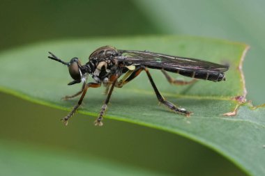 Çizgili bacaklı bir soyguncunun doğal yakın çekimi. Sinek, yeşil bir yaprağın üzerinde oturan Dioctria kraliyet ailesi.
