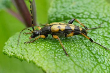 Avrupa benekli uzun boynuz böceği, yeşil yapraklı Leptura maculata