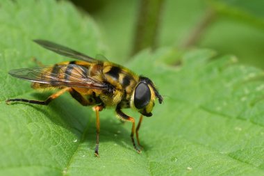 Detailed closeup on a European Deadhead hoverfly, Myathropa florea on a green leaf in the garden clipart