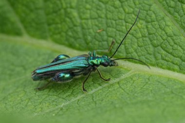 Bahçedeki yeşil metalik, kalın bacaklı, sahte, su toplayan böcek Oedemera nobilis 'in detaylı görüntüsü.