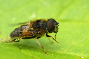 Eristalis pertinax yeşil bir yaprağın üzerinde otururken Avrupa insansız hava aracı sineğinin doğal yakın çekimi.