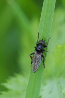 Natural vertical closeup on a small black fly , Johann's Bibio johannis on a straw of grass clipart