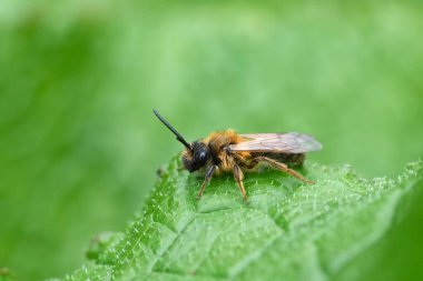 Andrena Scotica adında yeşil bitki örtüsünde oturan erkek bir çikolata madencisi hakkında detaylı bilgi.