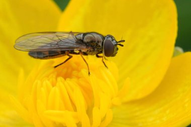 Kısa bir melanostoma ya da değişken esmer yüzlü sineğe doğal yakın çekim, sarı bir karahindiba çiçeğindeki Melanostoma mellinum