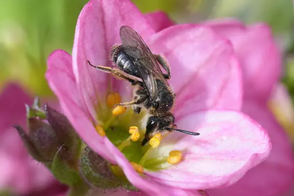 stock image Detailed closeup on a dwarg mining bee species , Andrena minutula group in a pink Saxifraga flower in the garden