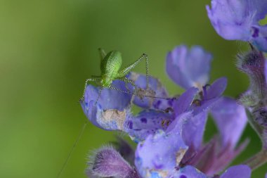 Natural closeup on a nymph of the European speckled bush cricket, Leptophyes punctatissima on a purple cat mint flower clipart