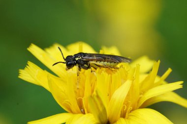 Avusturya 'daki Tenthredo arcuata grubunun sarı renkli bir kelebeğine doğal olarak yakın plan.