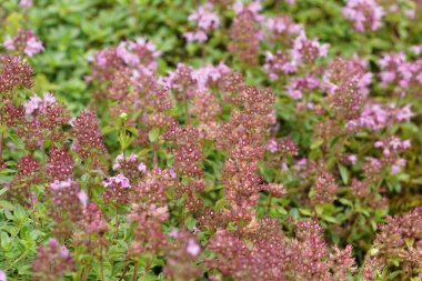 Geniş açılı zengin pembe çiçekli geniş yapraklı ya da limonlu kekik Thymus Puleoides 'e yakın plan.