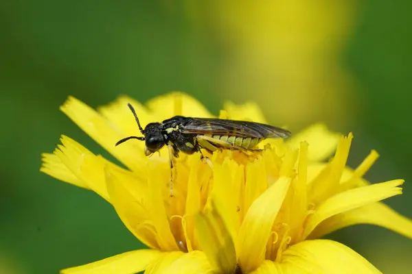 Stock image Natural closeup on a yellow colored sawfly of the Tenthredo arcuata group in Austrian alps