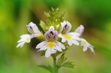 Avusturya Alpleri 'ndeki küçük, kırılgan göz alıcı kır çiçeği Euphrasia officinalis' in doğal birleşimi.