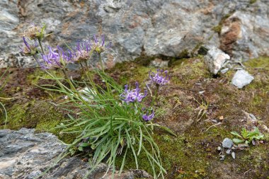 Doğal olarak geniş açı, Avusturya Alpleri 'ndeki Phyteuma hemisphaericum adlı mavi çiçeğe yakın çekim yapar.