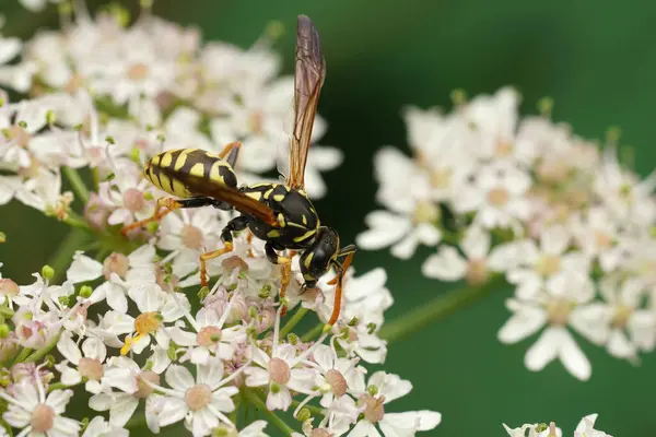 stock image Natural closeup on a French yellow and black paperwasp, Polistes dominula feeding on a white flower