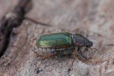 Detailed closeup on a small green colored scarab beetle, Dichelonyx species sitting on wood clipart