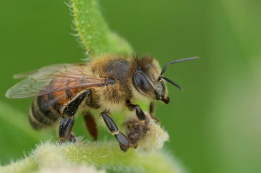 Avrupa 'da işçi bir bal arısı olan Apis Mellifera' nın yeşil bulanık bir arka planda dinlenirken çekilmiş doğal detaylı görüntüleri.